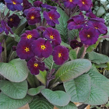 Polyanthus Stella Neon Violet - велурена иглика (1146)